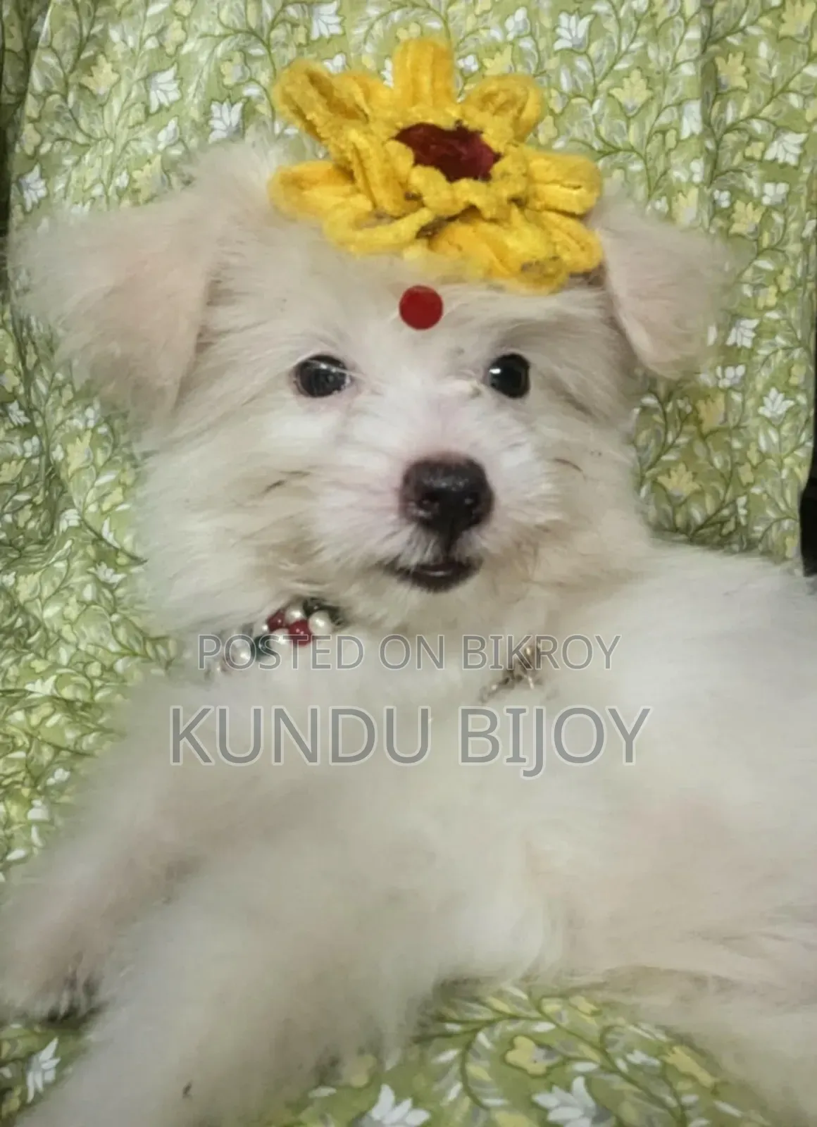 ১-৩ মাস বয়সী পুরুষ বিশুদ্ধ জাতের লাসা আপসো