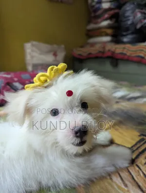 ১-৩ মাস বয়সী পুরুষ বিশুদ্ধ জাতের লাসা আপসো