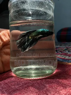 Black Samurai Betta (Half Moon)