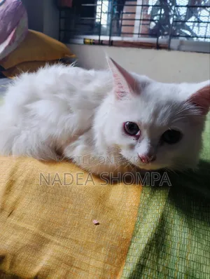 1-3 Months Male Purebred Persian