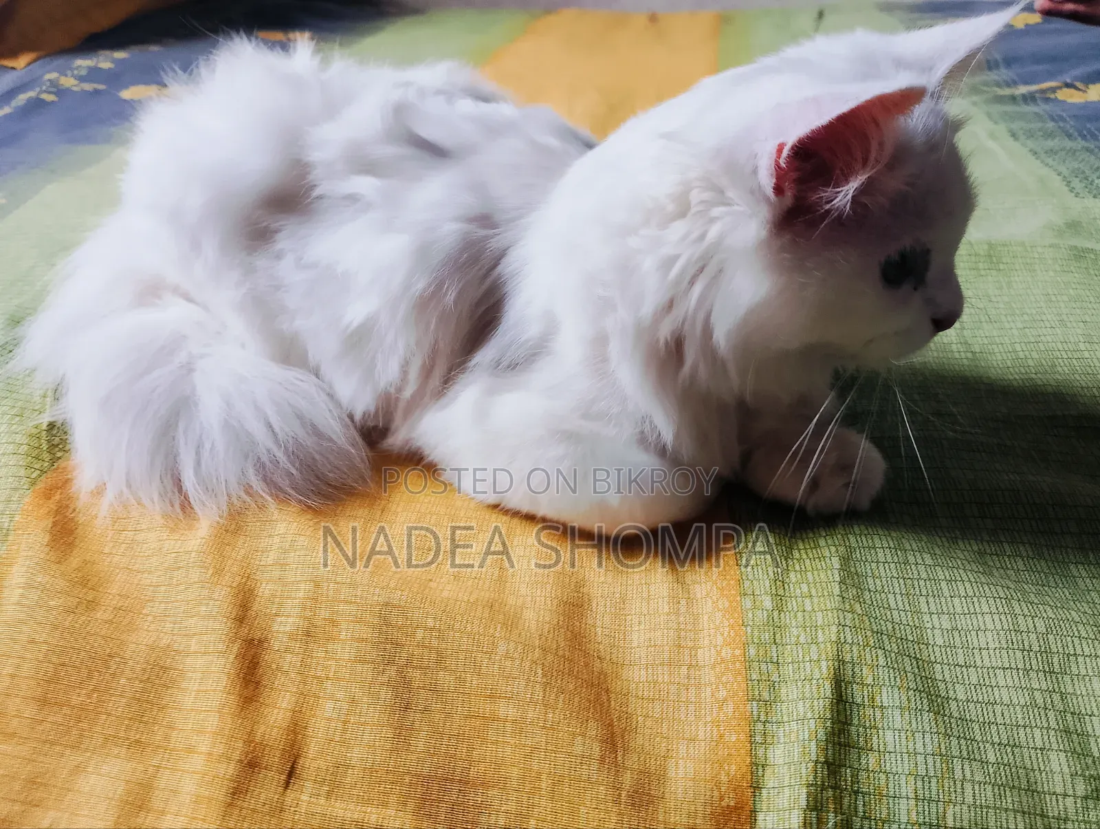 1-3 Months Male Purebred Persian