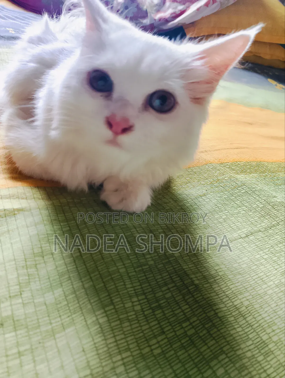 1-3 Months Male Purebred Persian