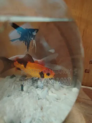 2 Pcs Gold Fish and 2 Pcs Black Angel Fish With Aquarium