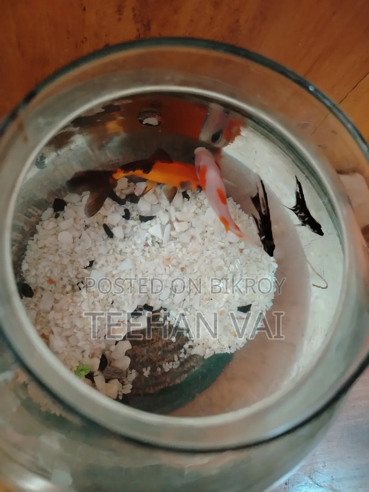 2 Pcs Gold Fish and 2 Pcs Black Angel Fish With Aquarium
