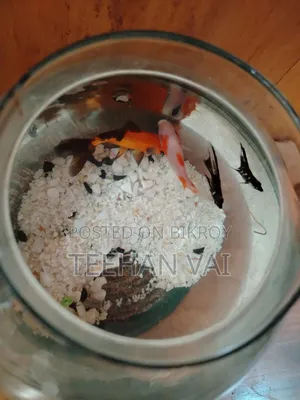 2 Pcs Gold Fish and 2 Pcs Black Angel Fish With Aquarium
