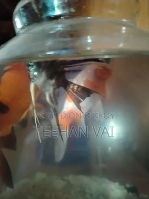 2 Pcs Gold Fish and 2 Pcs Black Angel Fish With Aquarium
