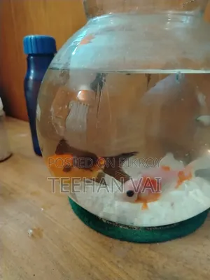 2 Pcs Gold Fish and 2 Pcs Black Angel Fish With Aquarium