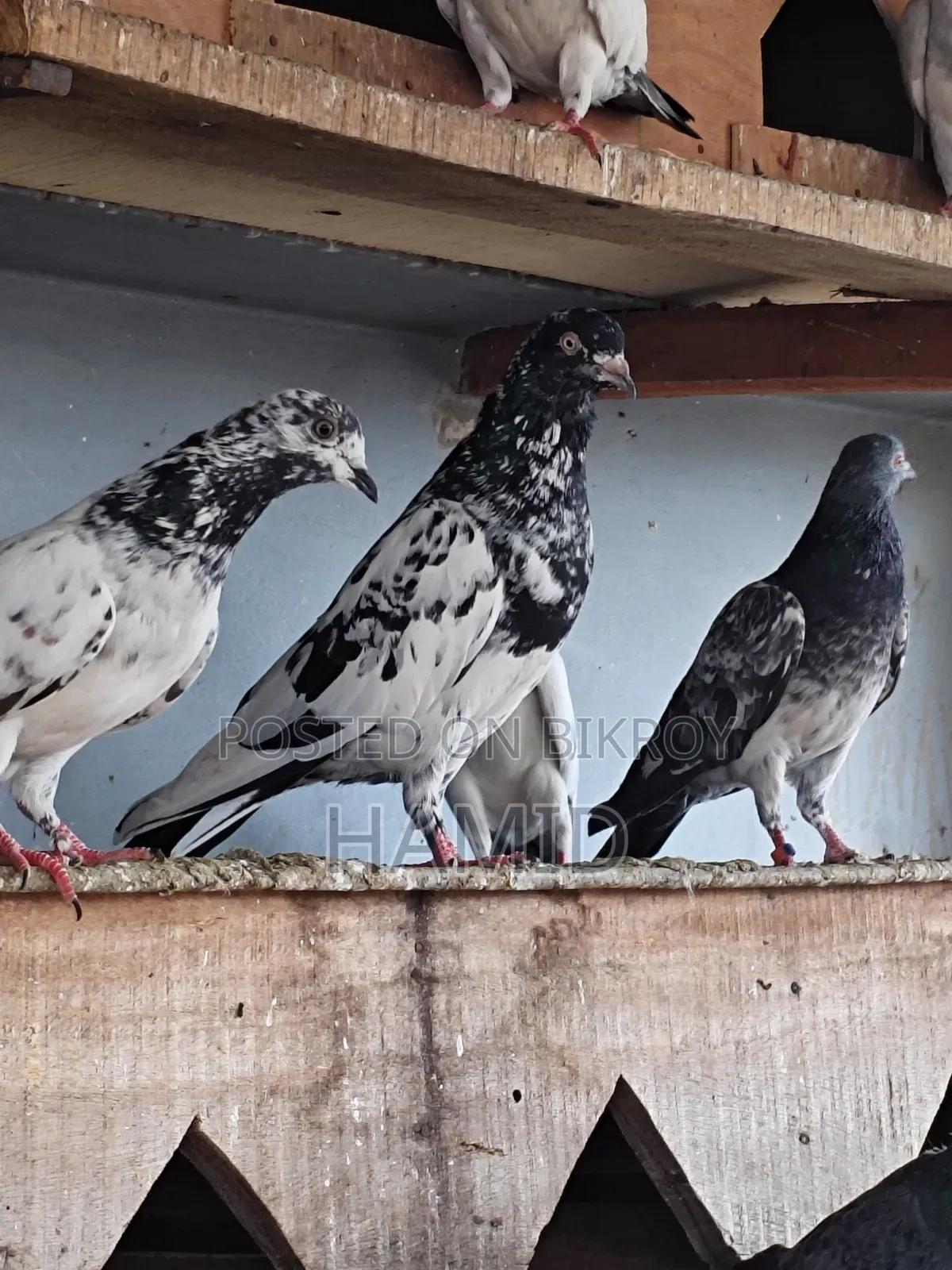 Running Pigeons for Sale