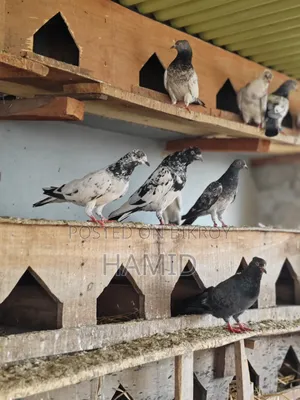 Running Pigeons for Sale