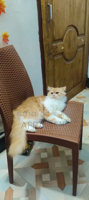 1+ Year Female Purebred Persian Cat