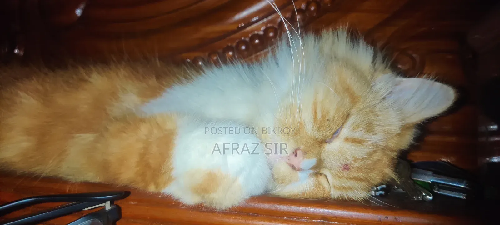 1+ Year Female Purebred Persian Cat