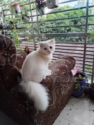 3-6 Months Male Purebred Persian Cat