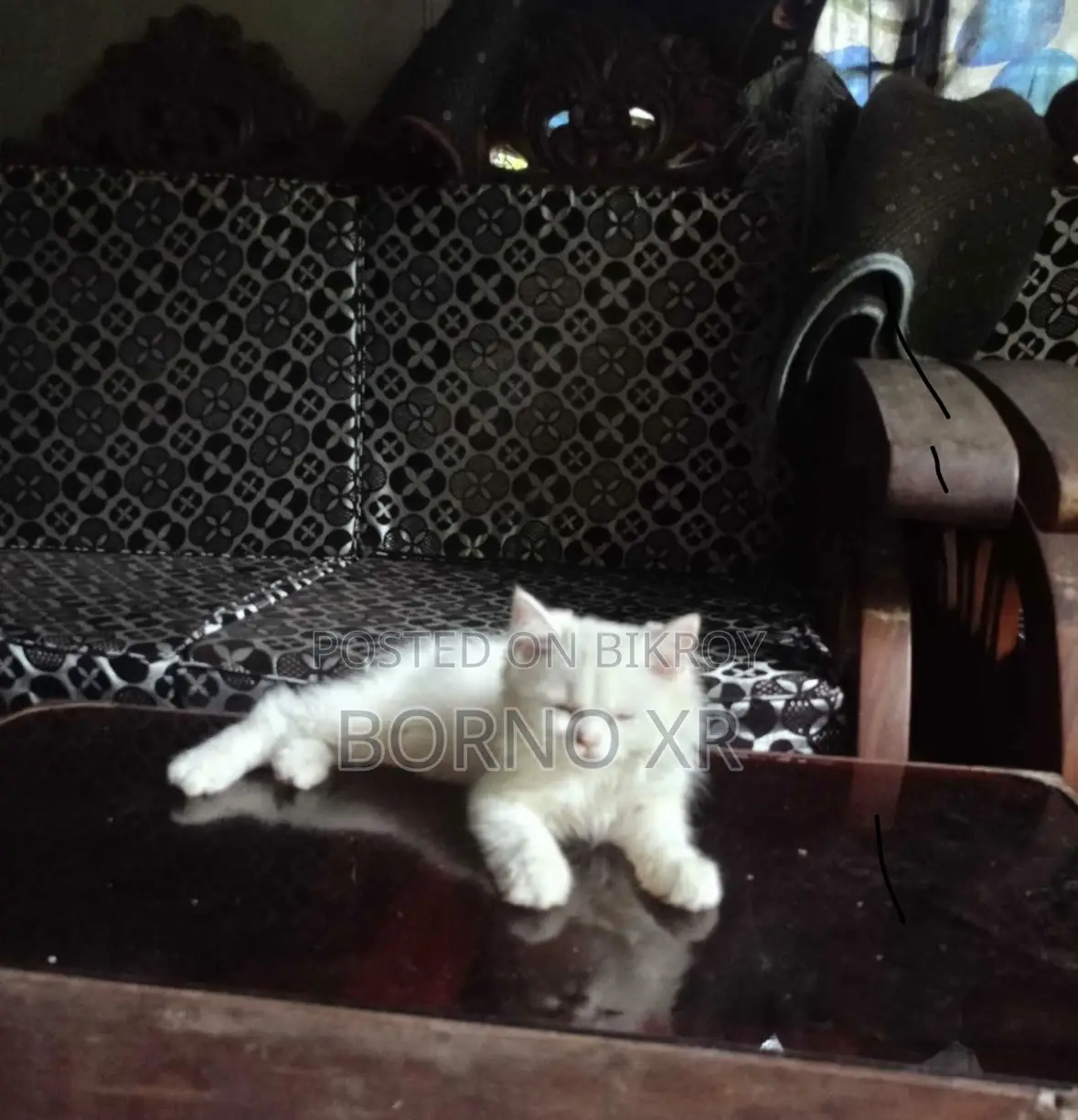 1+ year Male Purebred Persian Cat