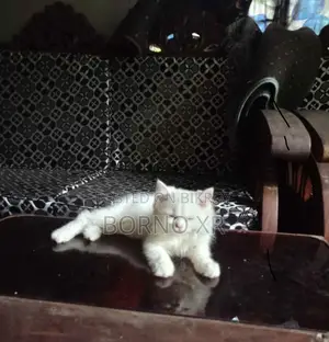 1+ year Male Purebred Persian Cat