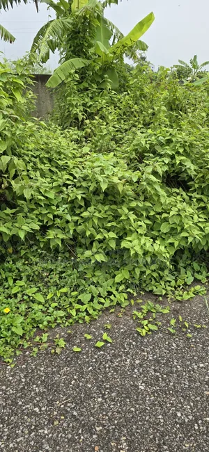 রাজউক পূর্বাচল সেক্টর-২৮ দক্ষিণমুখী প্লট
