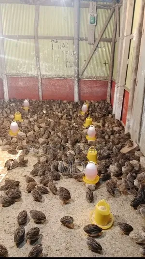 Quail birds for sale, price 95 each (negotiable), any quantity available