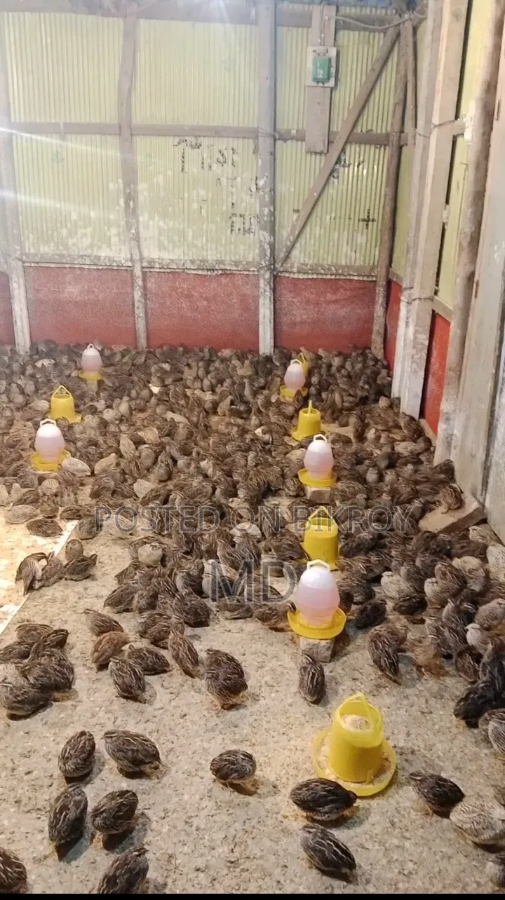 কয়েল পাখি বিক্রি করা হবে দাম ৯৫ করে ( আলোচনা সাপেক্ষে) যত পিস লাগবে