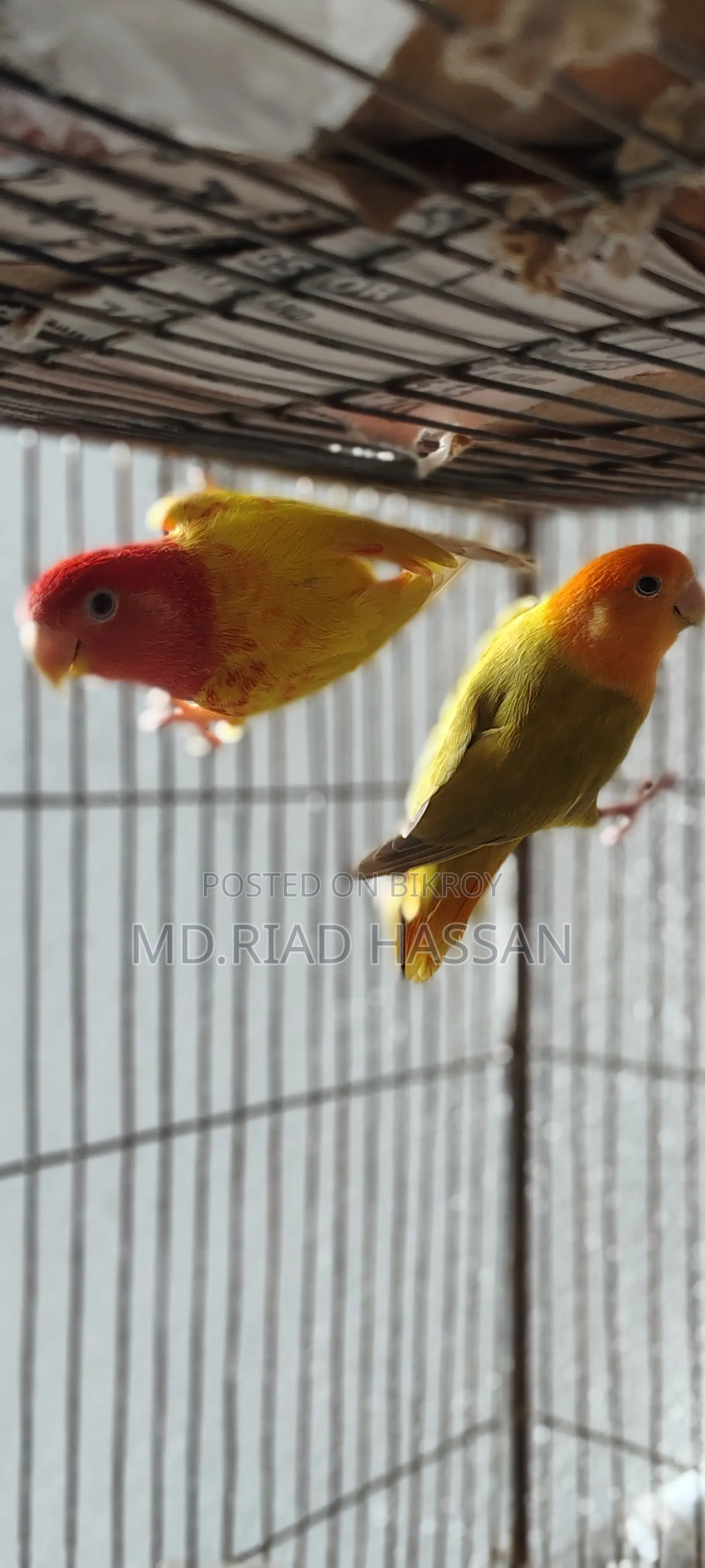 Love Birds 2 Pieces