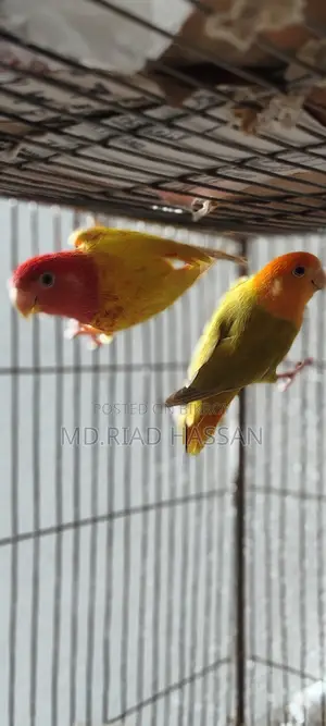 Love Birds 2 Pieces