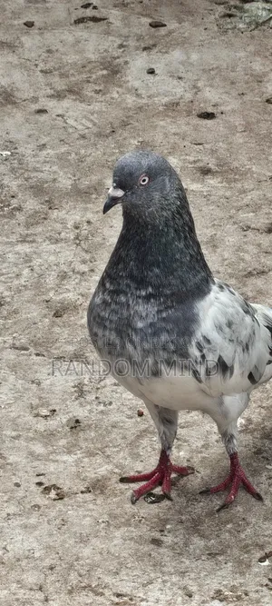 Sbujgola Kosha, Chila