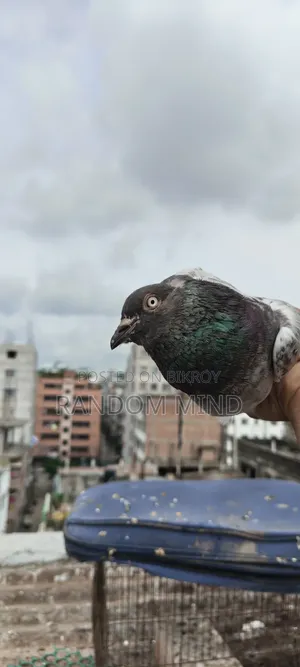 Sbujgola Kosha, Chila