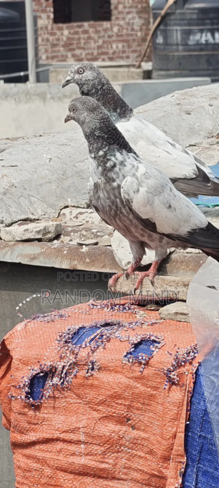 Sbujgola Kosha, Chila
