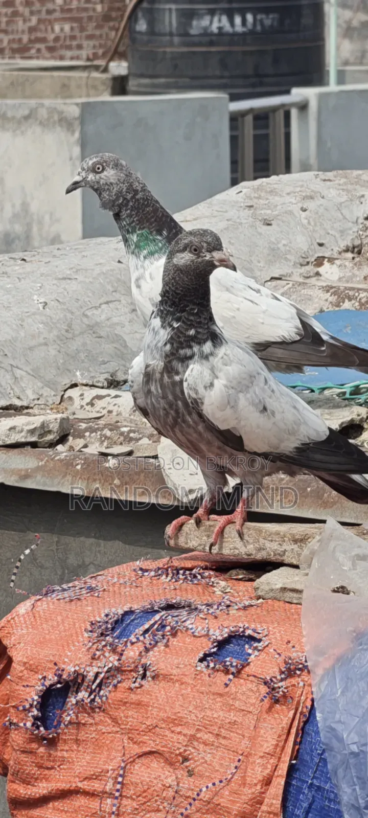 Sbujgola Kosha, Chila
