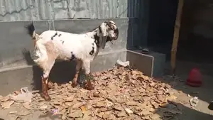 তোতাপরির ক্রস খাশি বয়স ১ বছরের বেশি