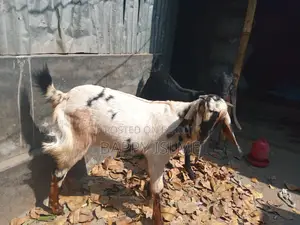 তোতাপরির ক্রস খাশি বয়স ১ বছরের বেশি