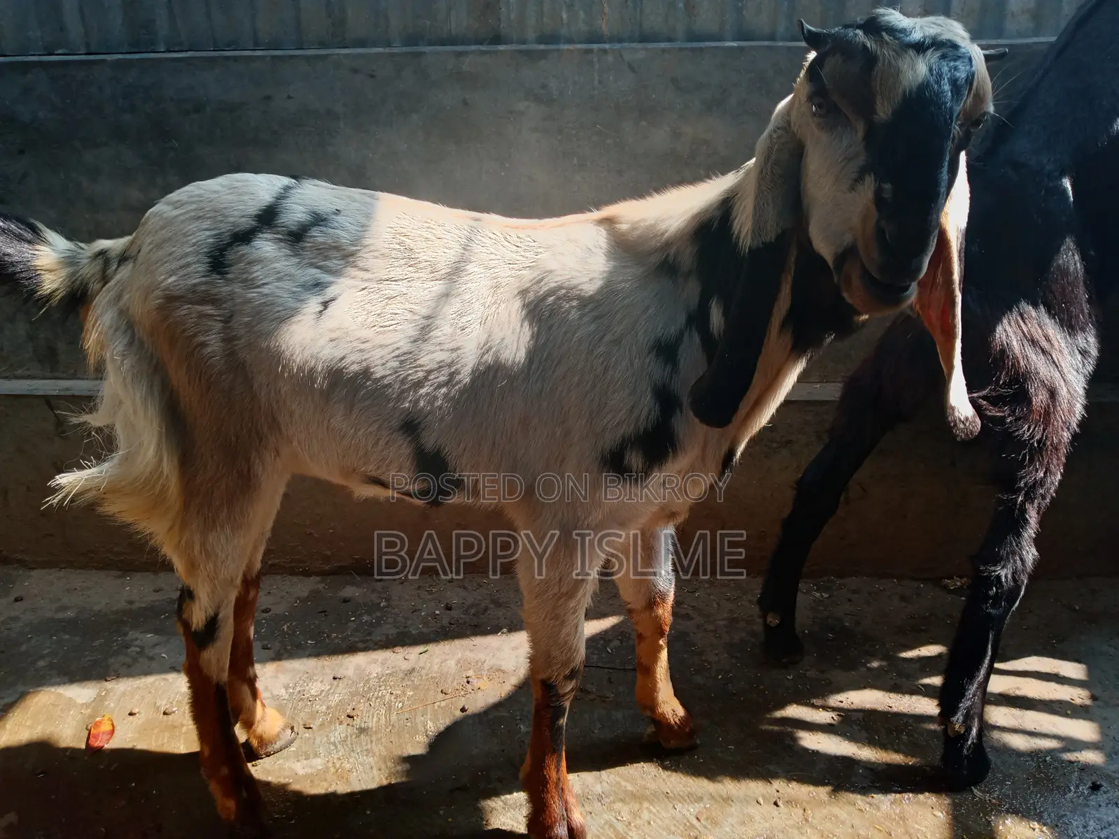 তোতাপরির ক্রস খাশি বয়স ১ বছরের বেশি