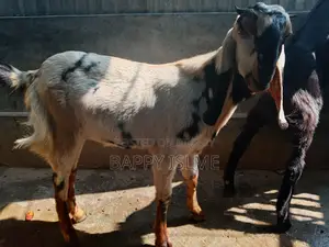 তোতাপরির ক্রস খাশি বয়স ১ বছরের বেশি