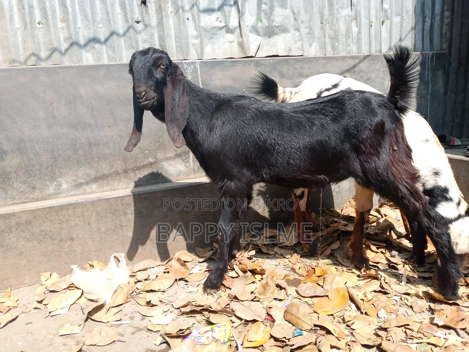 তোতাপরির ক্রস খাশি বয়স ১ বছরের বেশি