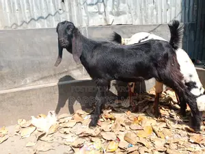 তোতাপরির ক্রস খাশি বয়স ১ বছরের বেশি