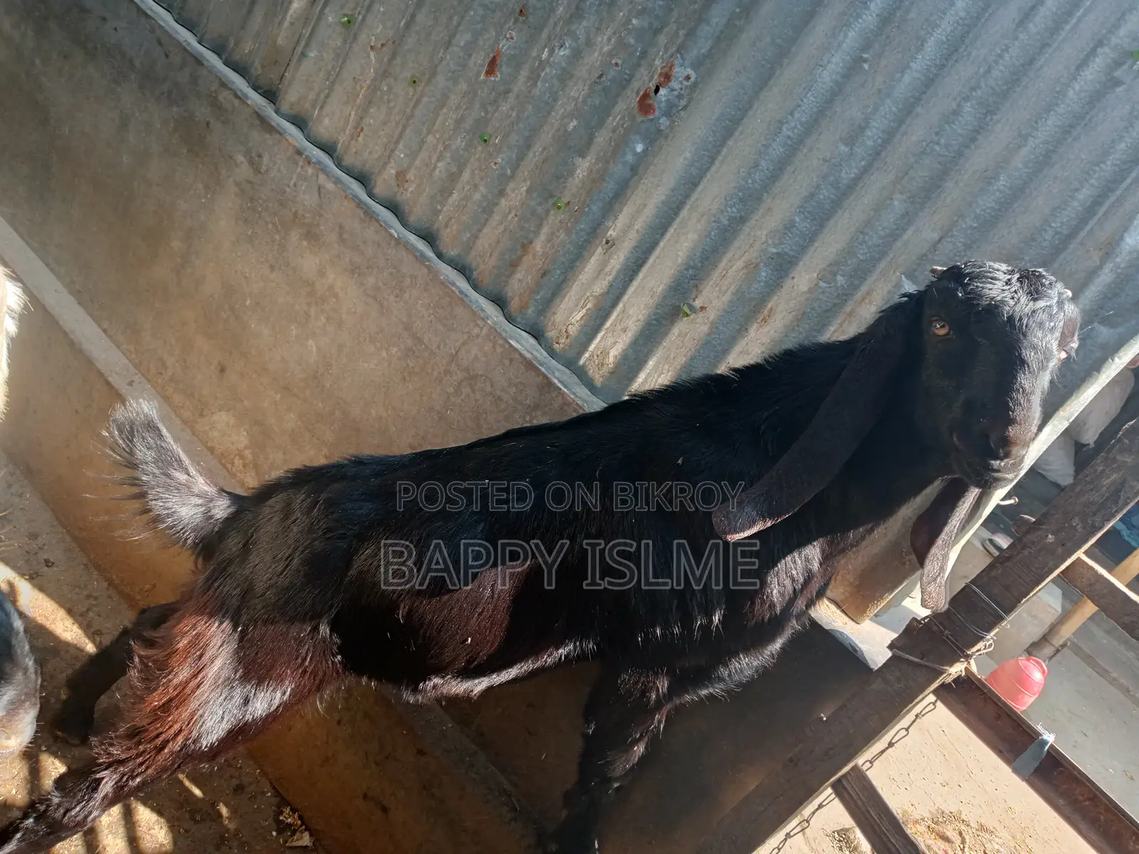 তোতাপরির ক্রস খাশি বয়স ১ বছরের বেশি