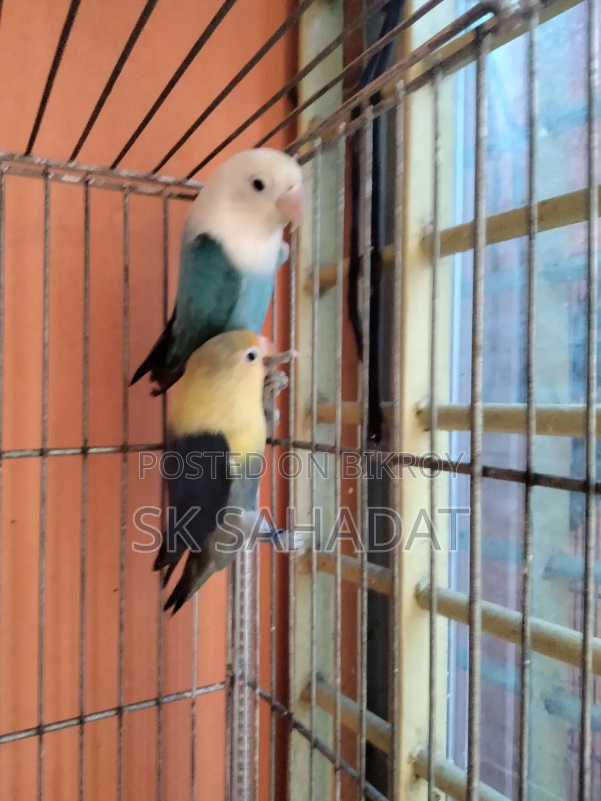 Lovebird