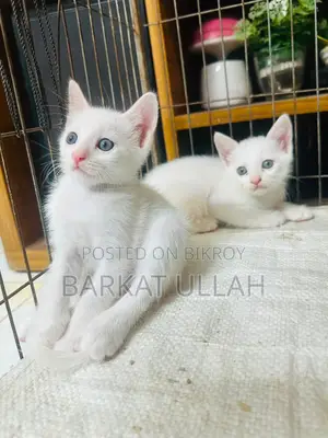 1-3 Months Male Purebred Turkish Angora