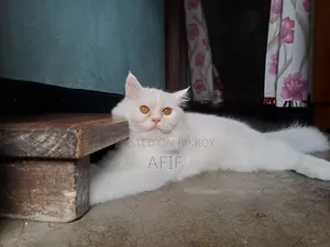 1+ Year Female Purebred Persian Cat