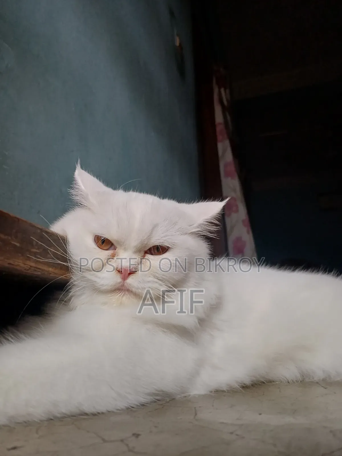 1+ Year Female Purebred Persian Cat