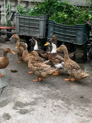 দেশি হাঁস