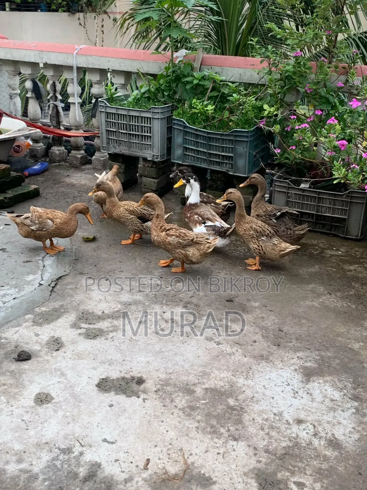 দেশি হাঁস