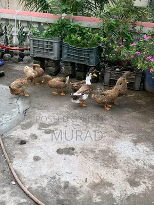 দেশি হাঁস