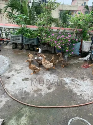দেশি হাঁস