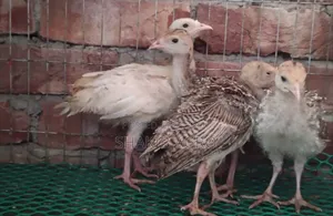 এক জোড়া টার্কি মুরগির বাচ্চা