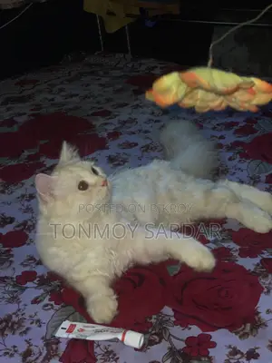 3-6 Months Male Purebred Persian