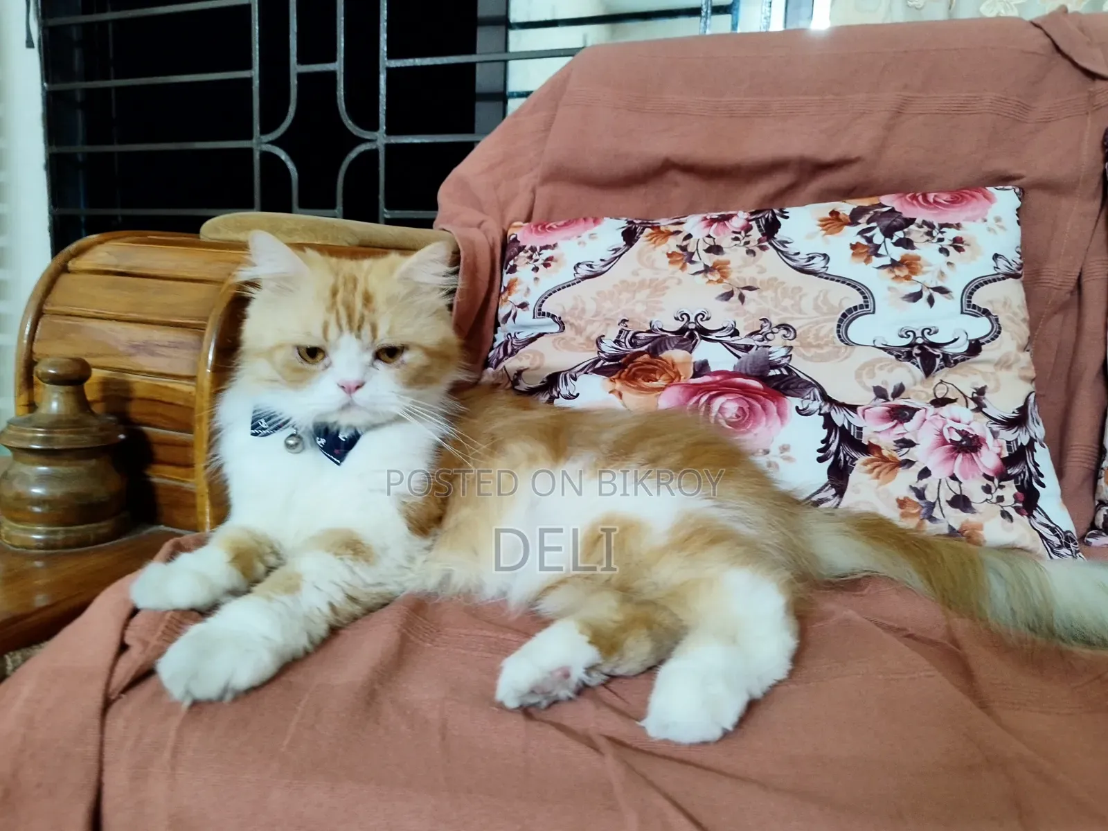1+ Year Male Purebred Persian