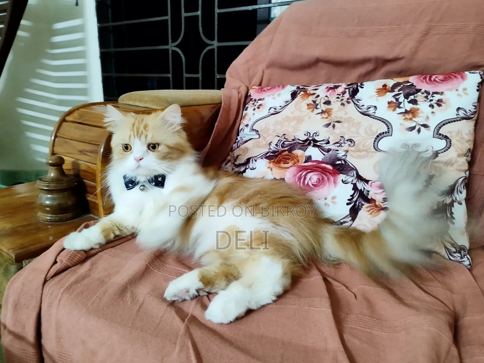 1+ Year Male Purebred Persian