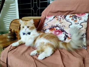 1+ Year Male Purebred Persian