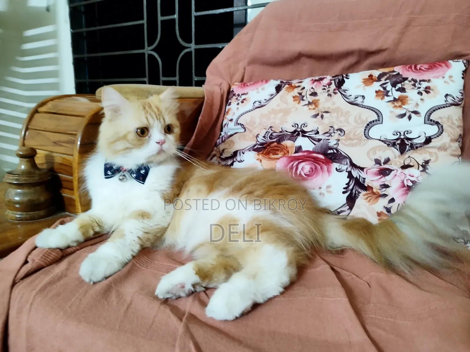 1+ Year Male Purebred Persian