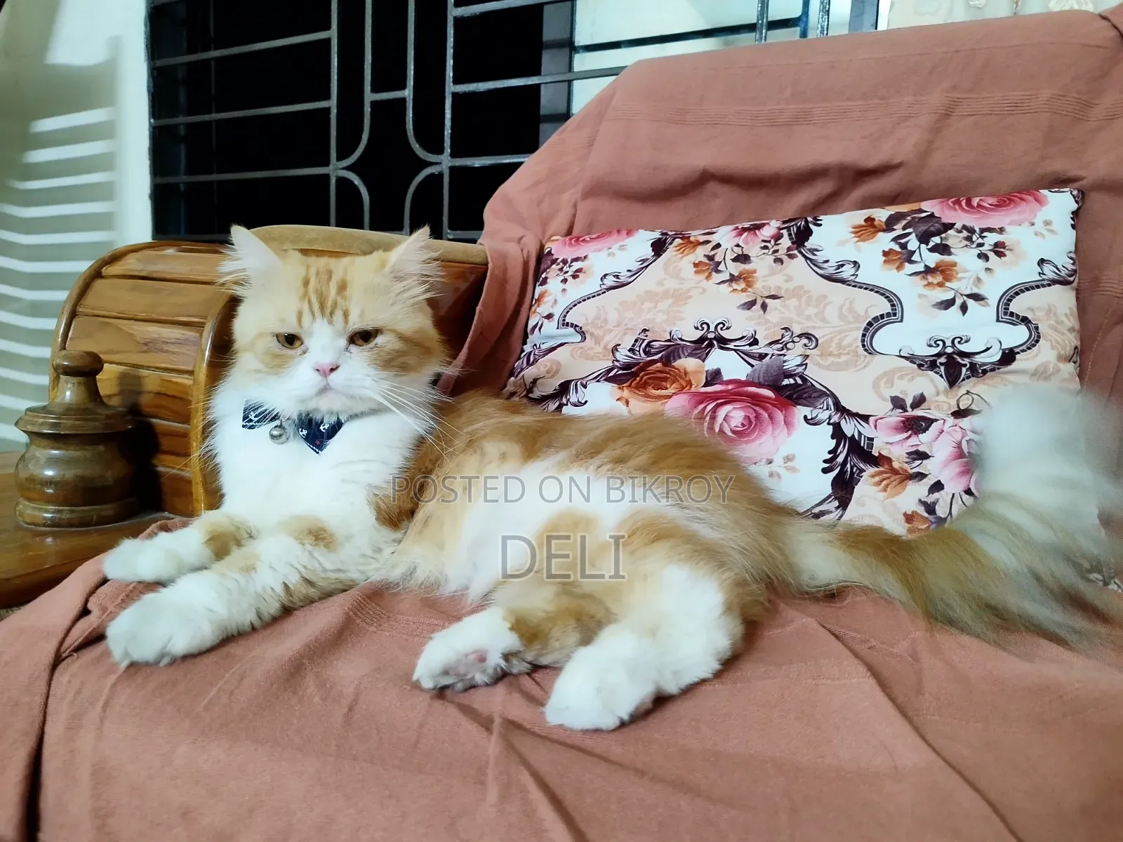 1+ Year Male Purebred Persian