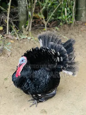 টার্কি মোরগী Male Female